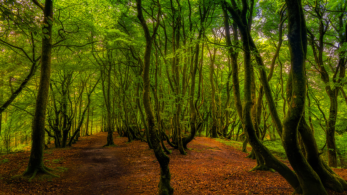 Clean shadow recovery using luminosity mask in landscape photograph revealing forest floor detail with minimal noise amplification