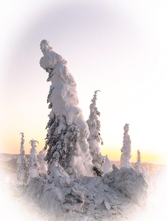 Hoarfrost-covered spruce trees in sunset light during the Spring 2026 Northern Lights Workshop in Alaska