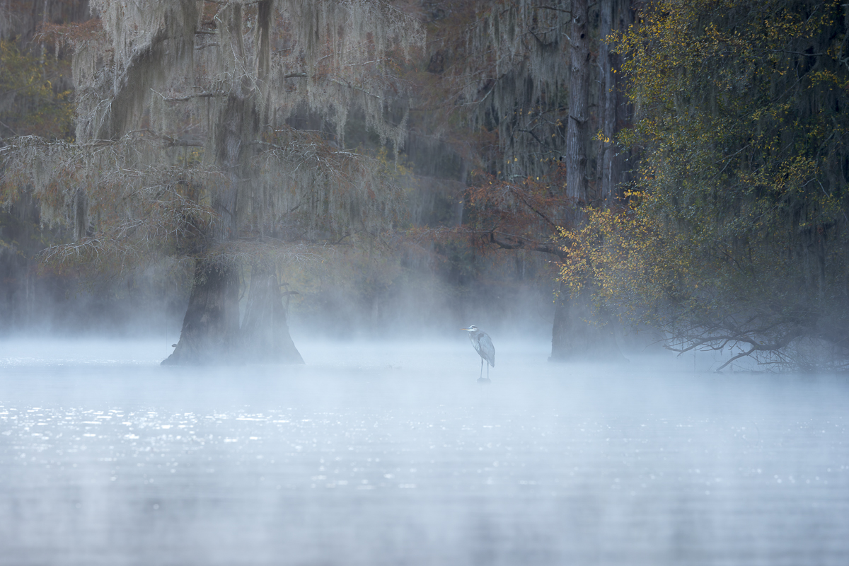 Caddo Lake wildlife, a Great Blue Heron stands on a cypress stump in the mist under cypress trees during foggy morning.