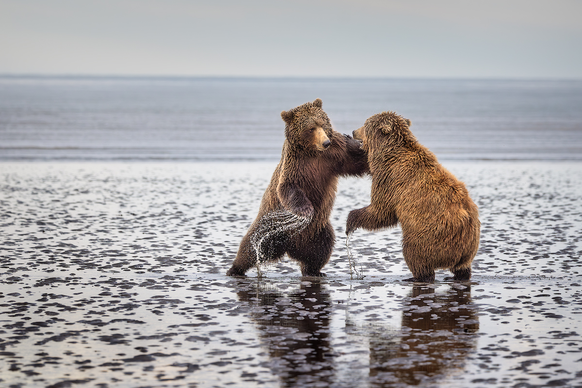 Multiple coastal brown bears fishing salmon at Silver Salmon Creek Lake Clark with no platform crowds &mdash; Alaska brown bear photography workshop Lake Clark vs Brooks Falls Katmai