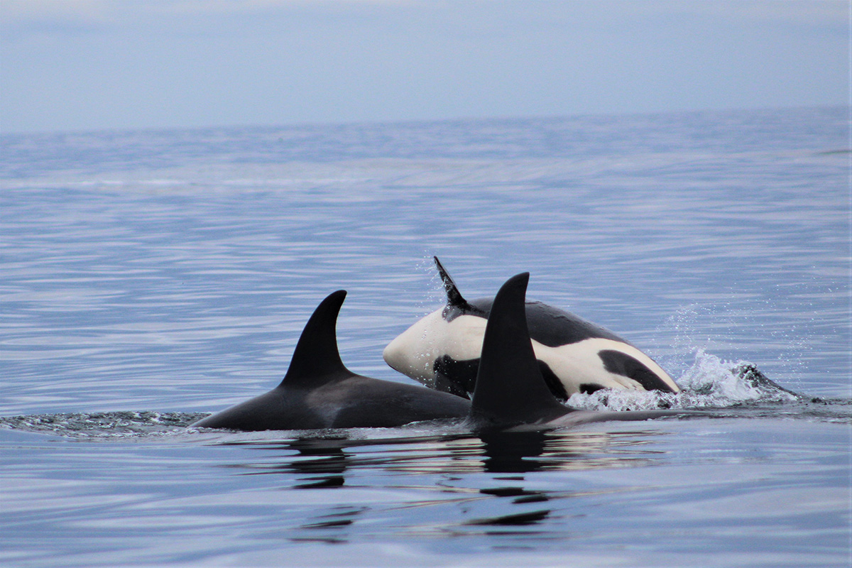 Orca pod in Southeast Alaska humpback whale habitat waters