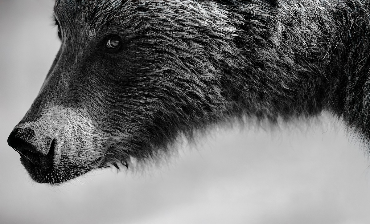Intimate black and white close-up portrait of Alaskan brown bear showing detailed fur texture and eye from long-term personal wildlife photography project
