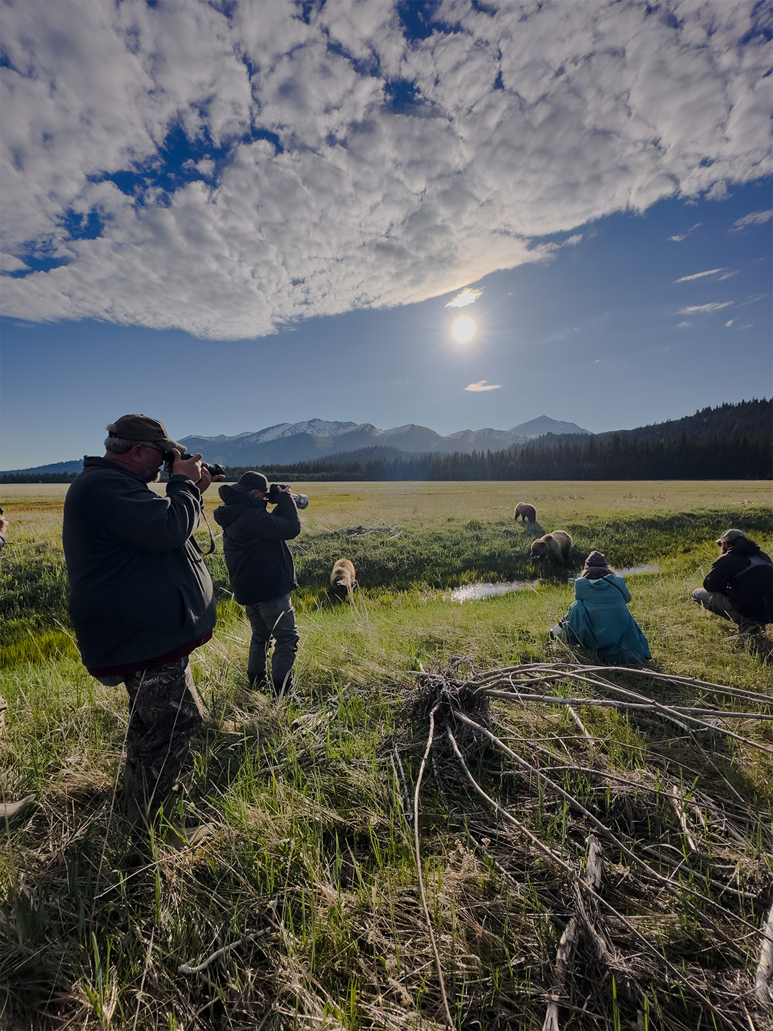 Small group of photographers on foot photographing coastal brown bears grazing close by in a sedge meadow at Silver Salmon Creek, Lake Clark spring bear photography workshop