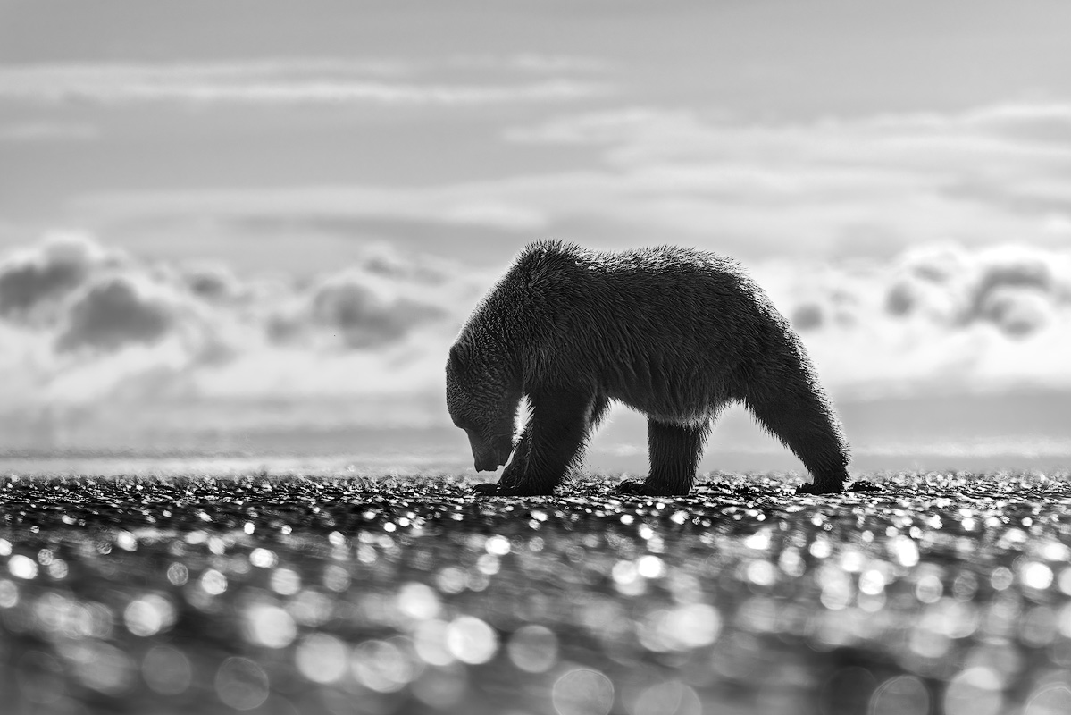 Black and white photograph of Alaskan brown bear foraging on tidal flat with bokeh foreground and dramatic clouds showcasing creative wildlife photography