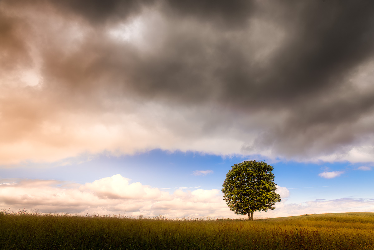 Solitary tree standing in golden field under dramatic storm clouds in Denmark landscape embodying photography inspiration and the art of finding extraordinary in ordinary places