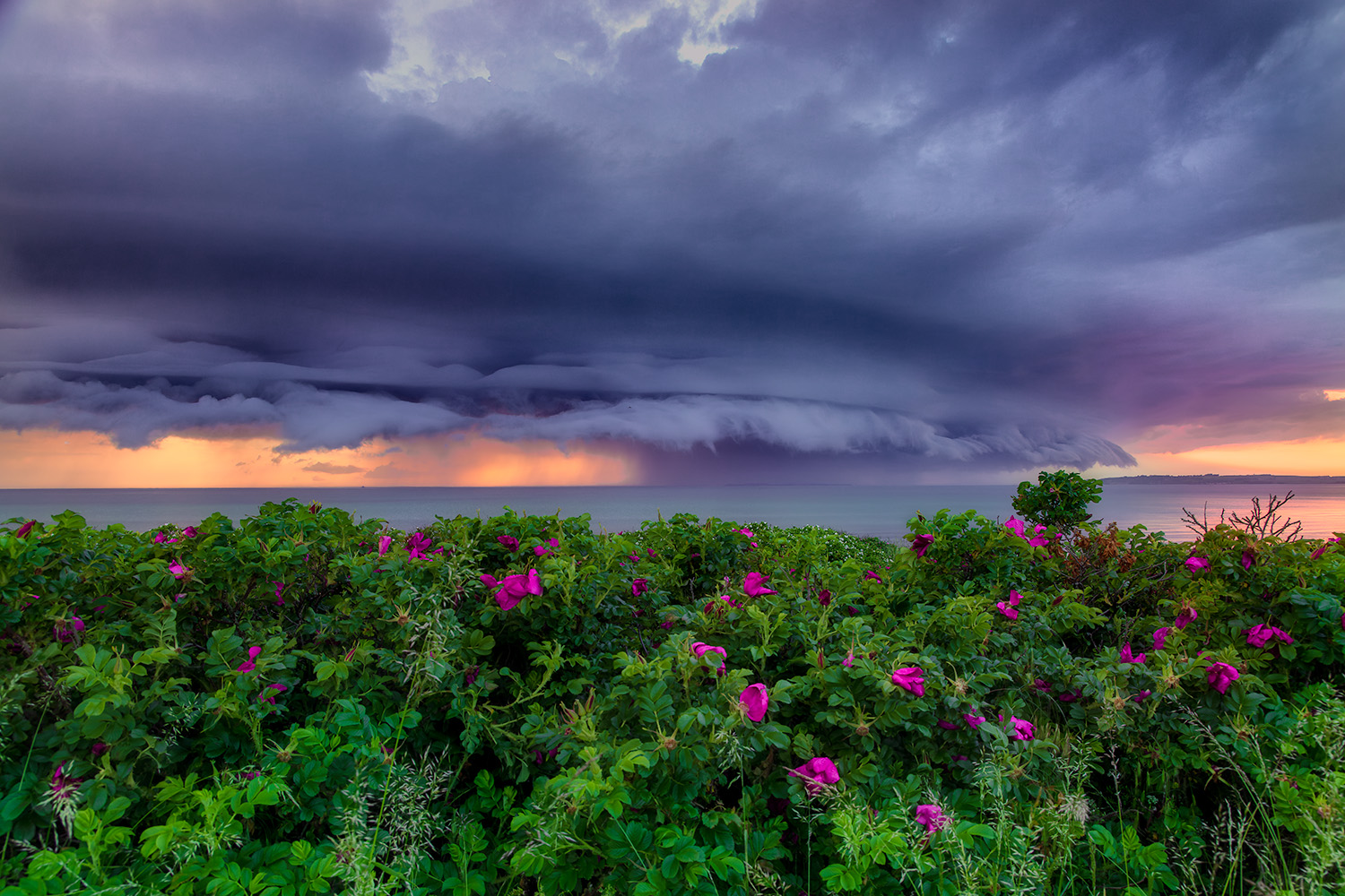 Epic storm clouds gather over the ocean off the coast of Denmark, with wild roses in the foreground, highlighting nature's contrast.