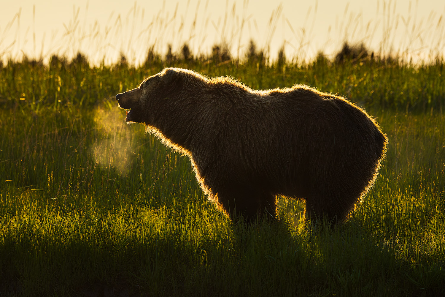 A silhouette of a bear standing in grass, roaring with sunlight shining behind it.