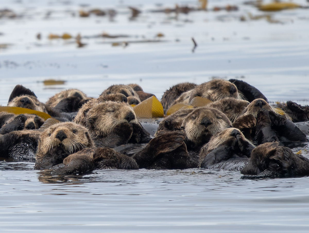Sea otters resting in kelp near humpback whale feeding grounds Southeast Alaska