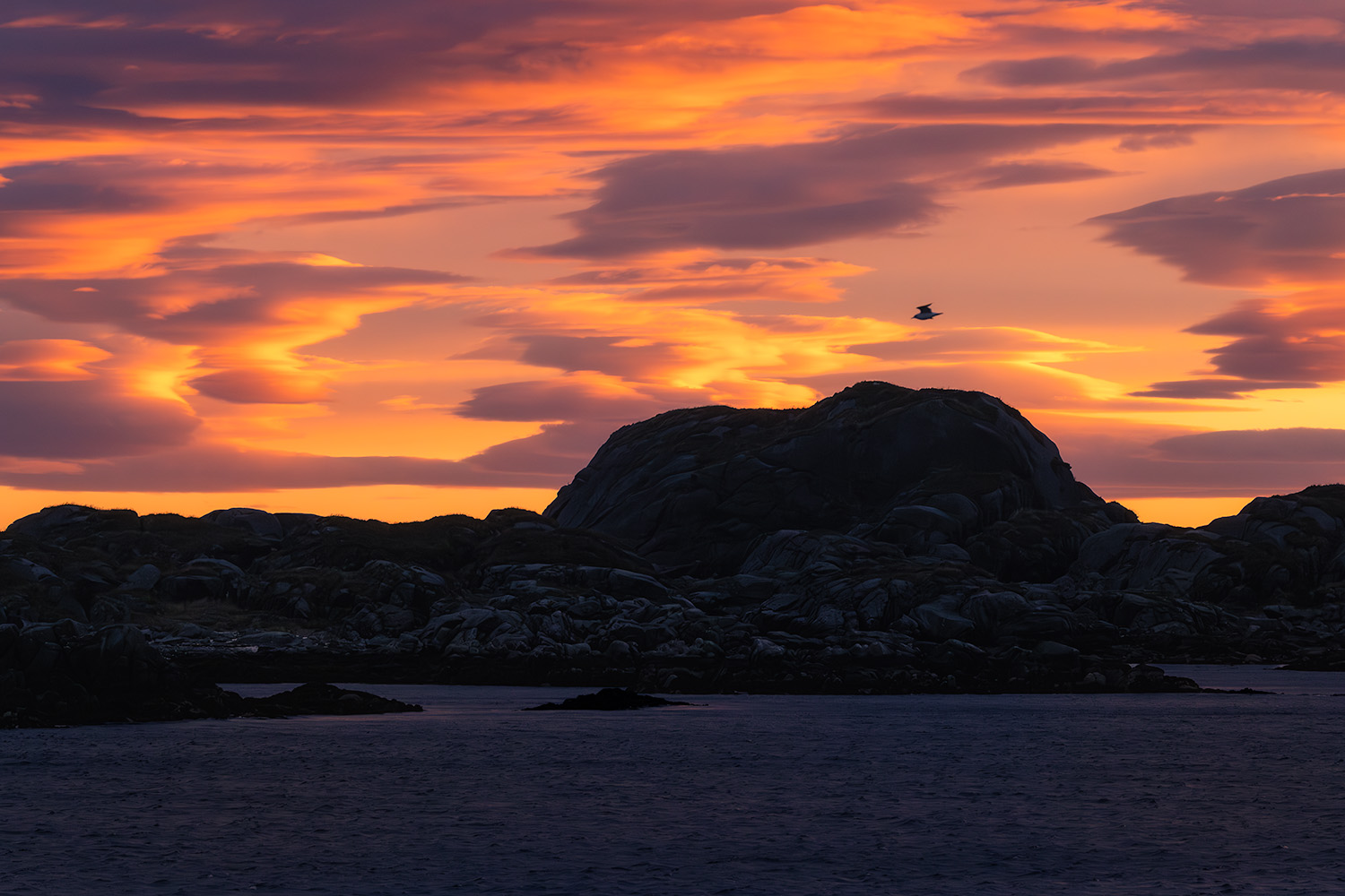 A bird flying over sea-stacks during sunset with dramatic clouds catching color