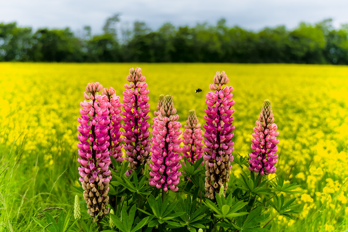 Pink lupine wildflowers in sharp focus with a bee in flight against a softly blurred yellow rapeseed field in Denmark showing shallow depth of field