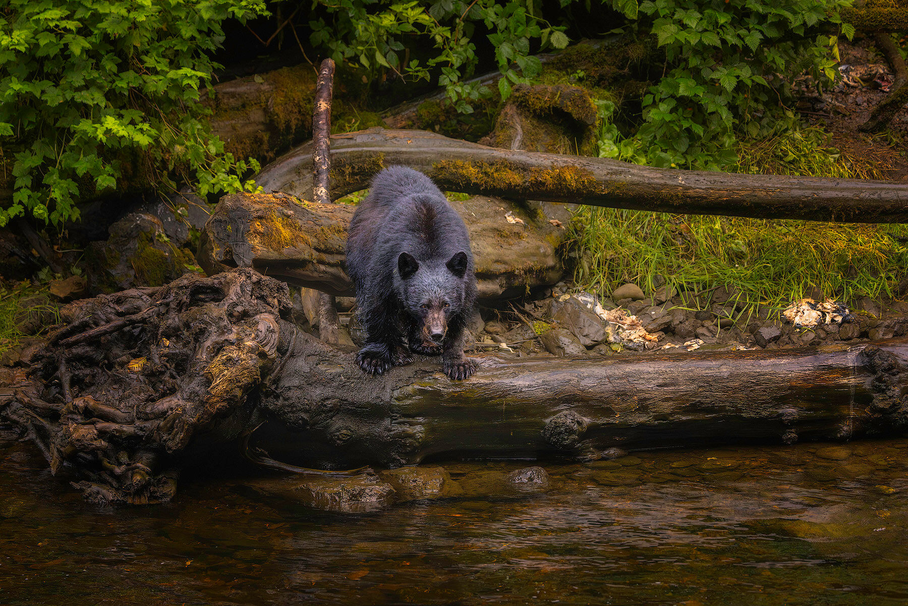 Black bear stepping along a log above a salmon stream in the Southeast Alaska rainforest