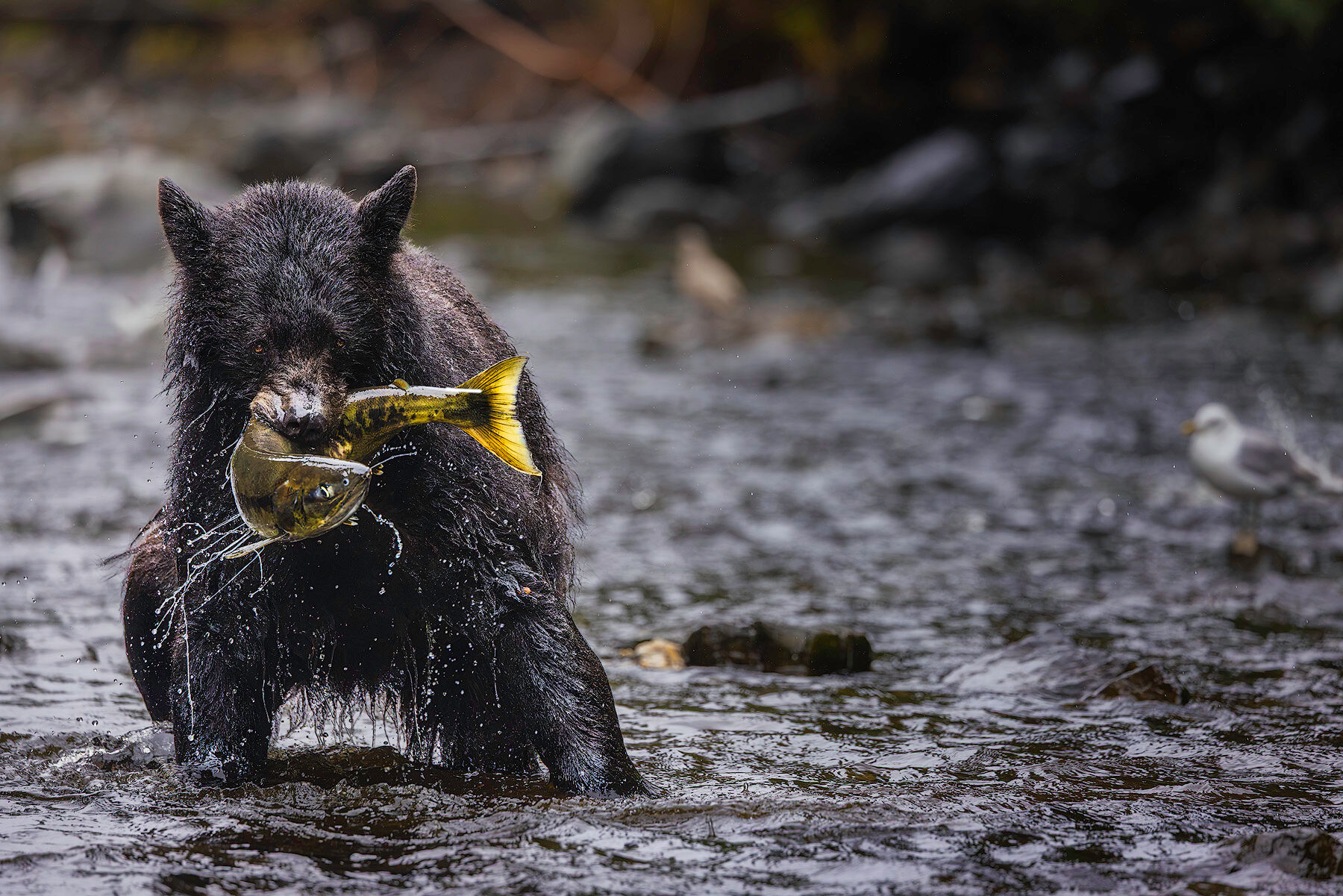 Black bear on a salmon stream in Kake, Alaska, photographed on a land day of the Southeast Alaska wildlife photography tour
