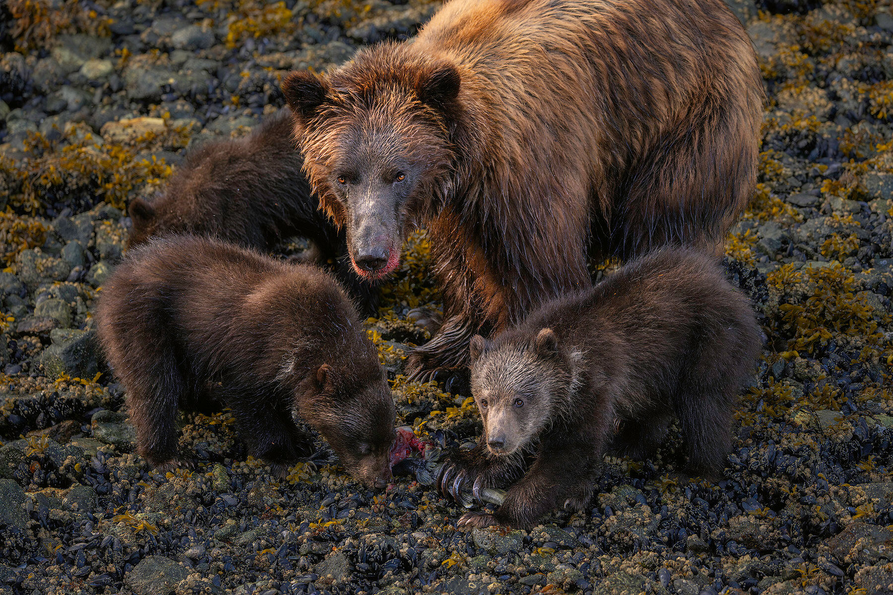 Coastal brown bear sow with three cubs on the intertidal mussel beds in Southeast Alaska