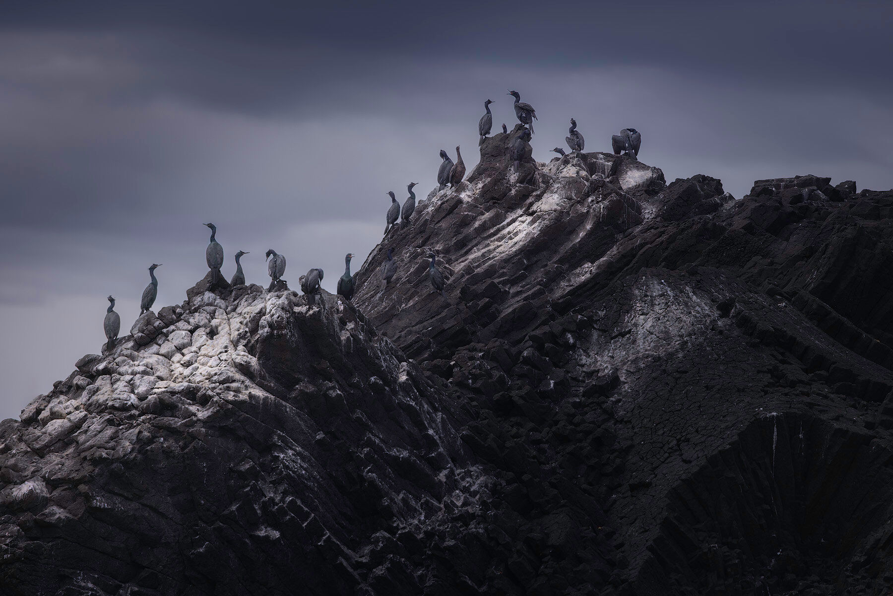 Cormorants perched along a rocky ridge under a stormy sky in Southeast Alaska