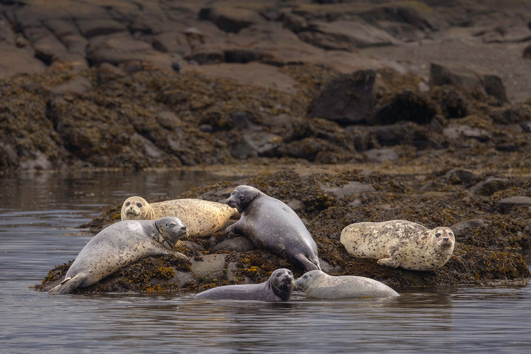Harbor seal in Southeast Alaska, one of the marine wildlife species photographed on a Southeast Alaska wildlife photography tour