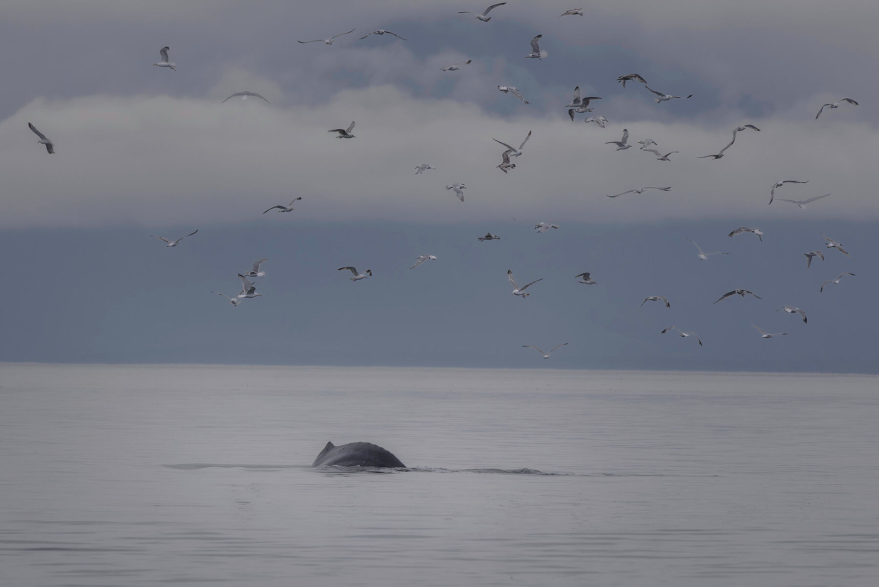 Humpback whale surfacing beneath a flock of gulls in Southeast Alaska
