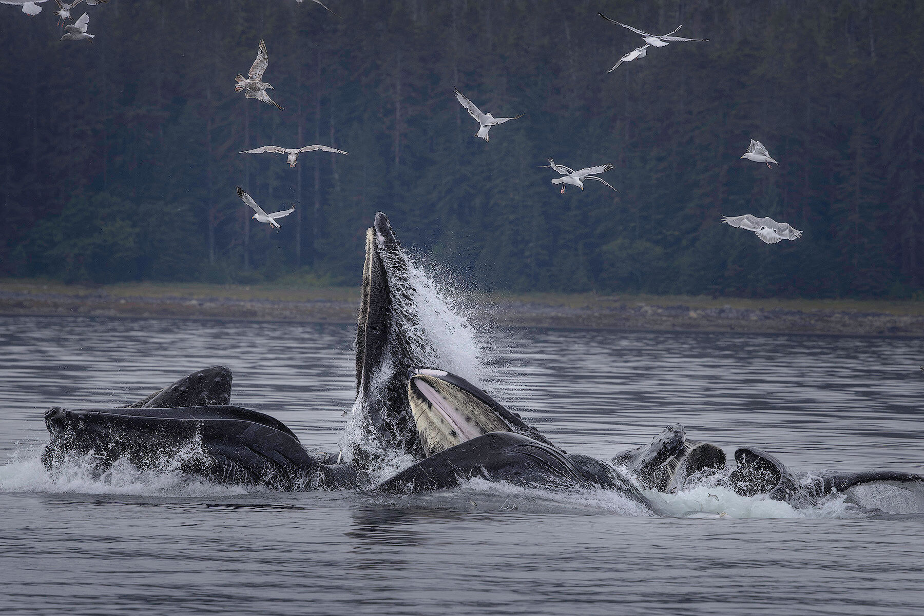 Humpback whales bubble-net feeding with gulls overhead in Southeast Alaska, photographed on a Southeast Alaska wildlife photography tour