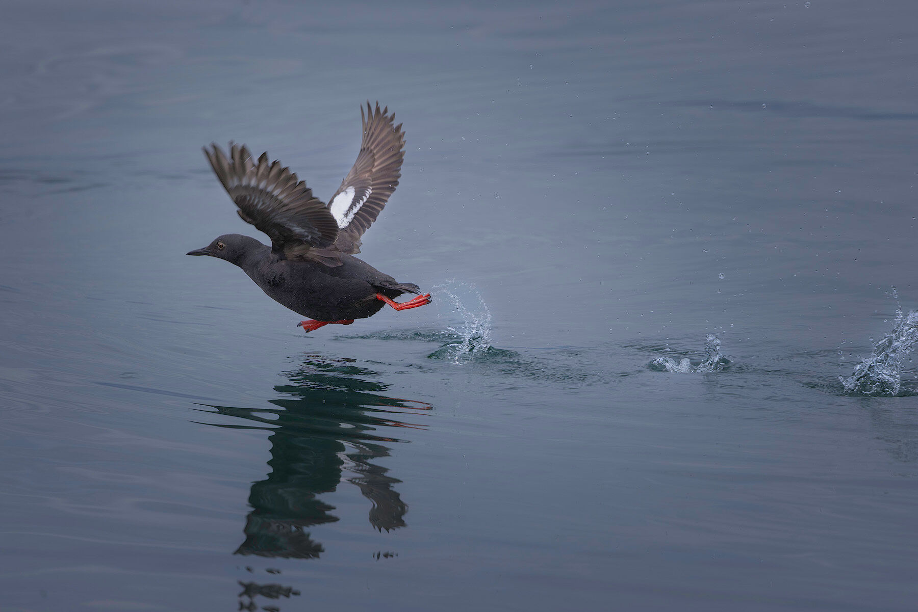 Pigeon guillemot running across the water on takeoff in Southeast Alaska