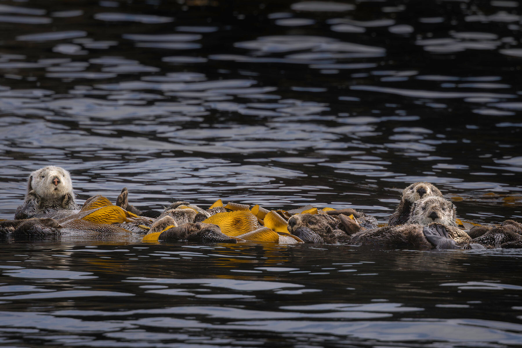 Sea otter in Southeast Alaska, one of the marine wildlife species photographed on a Southeast Alaska wildlife photography tour