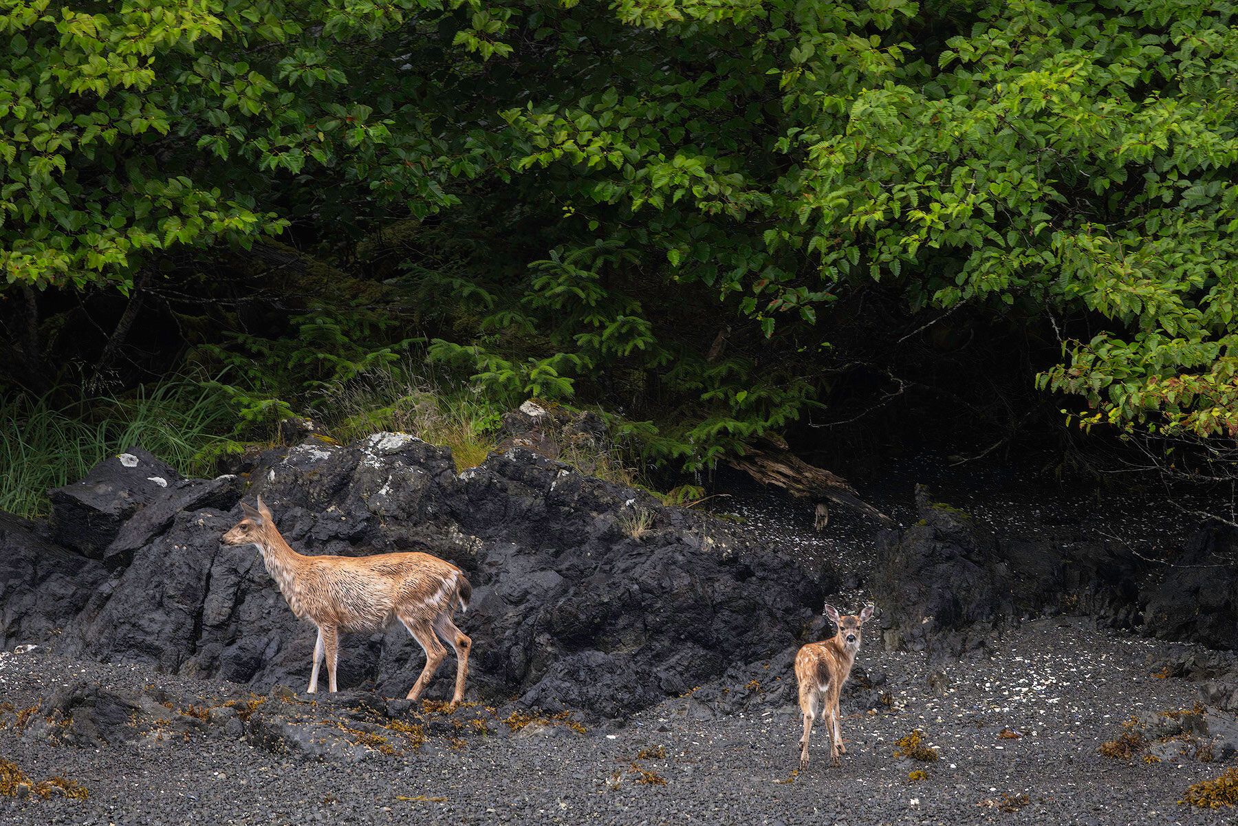 Sitka black-tailed deer doe and fawn on a rocky beach at the edge of the rainforest