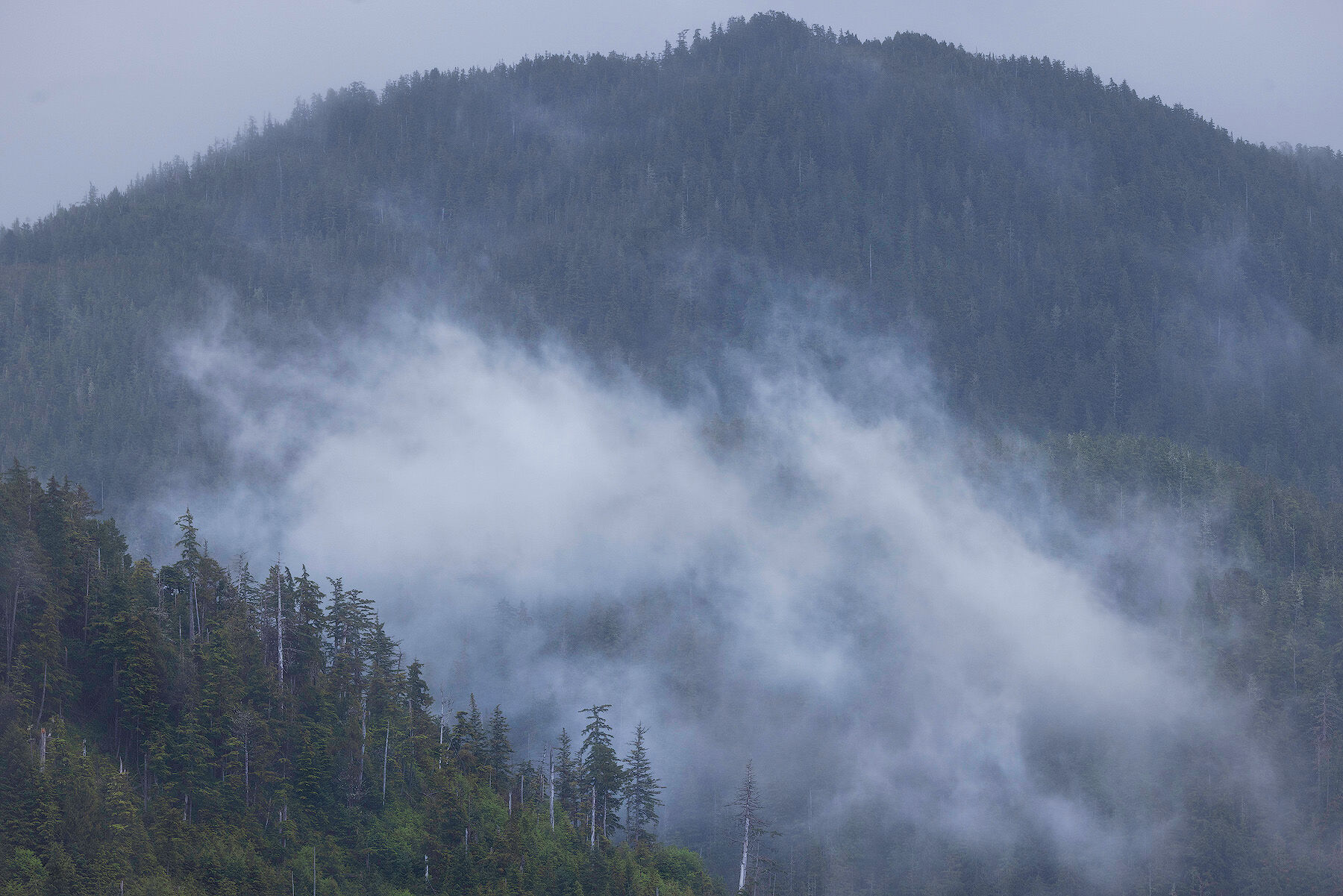 Fog drifting through the Tongass National Forest rainforest on a Southeast Alaska mountainside