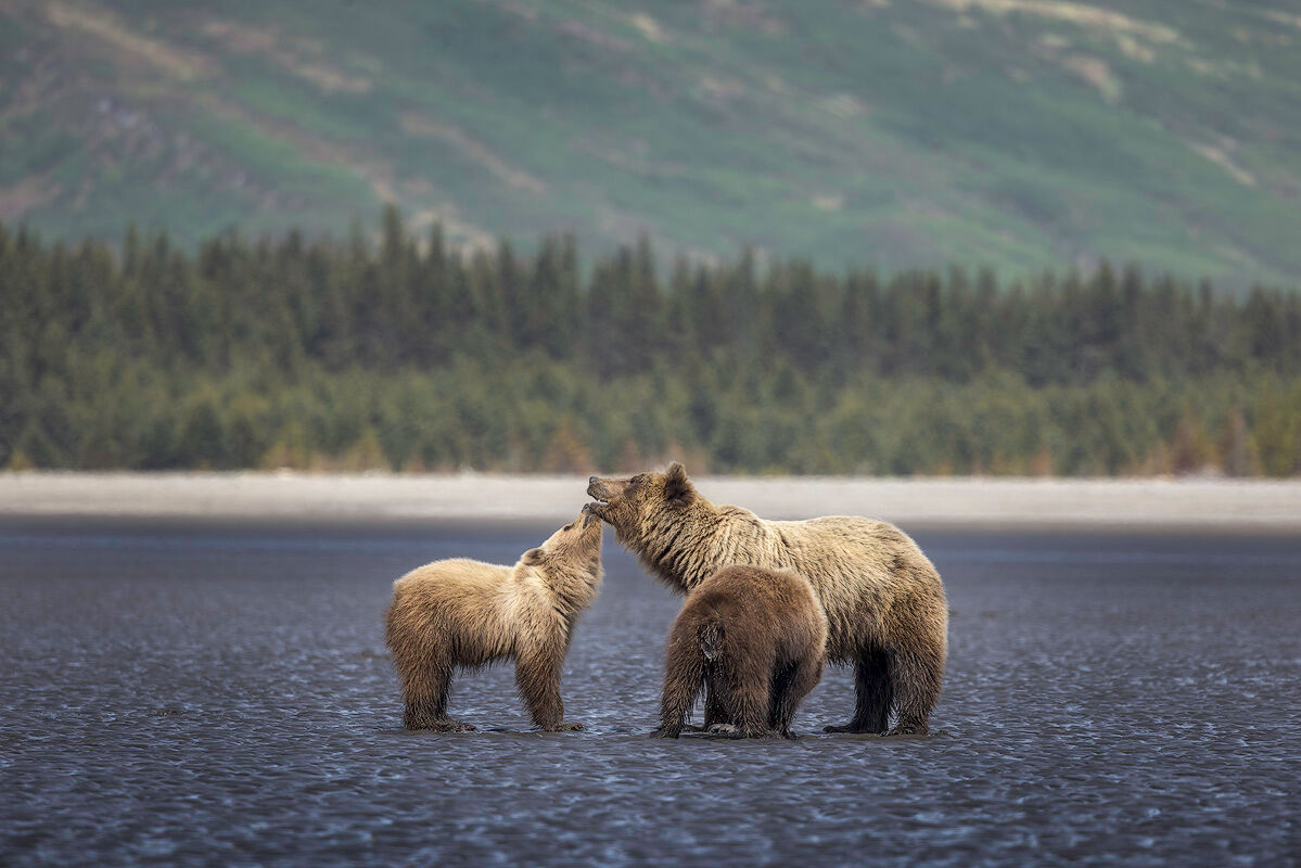 Coastal brown bear sow and cubs digging razor clams on the tidal flats at Silver Salmon Creek, Lake Clark National Park, Alaska &mdash; Alaska bear photography workshop spring cubs and clamming in-field instruction