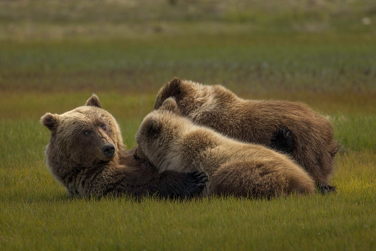 Coastal brown bear sow nursing her cubs in a green sedge meadow at Silver Salmon Creek, Lake Clark National Park, Alaska &mdash; Alaska bear photography workshop spring cubs peak June season
