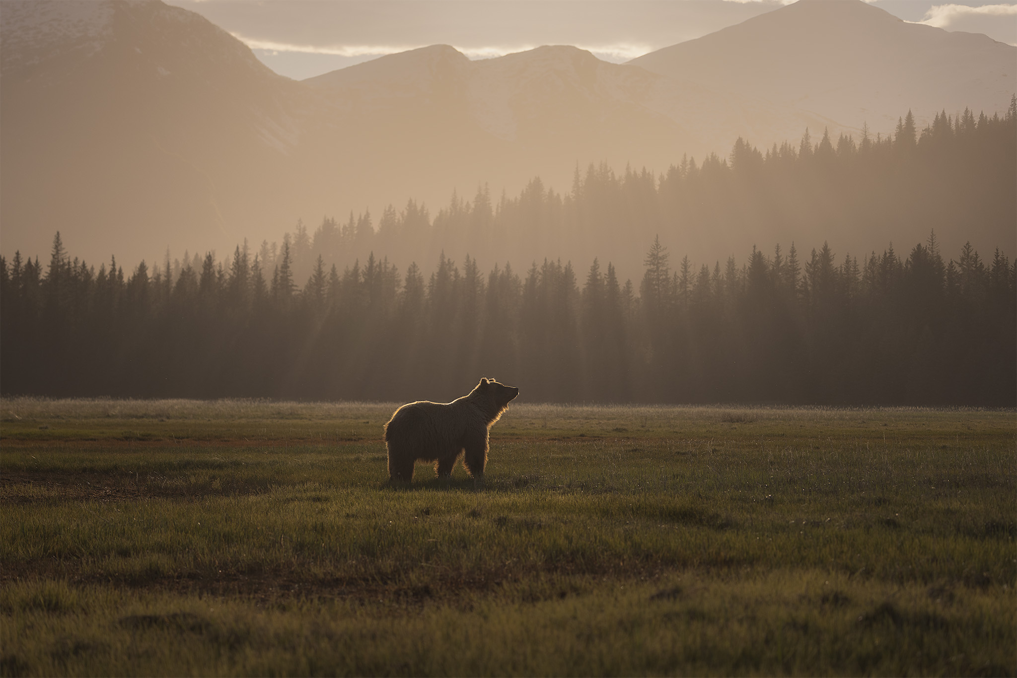 Backlit coastal brown bear in a meadow at golden hour with hazy mountains and forest behind, Lake Clark spring bear photography workshop