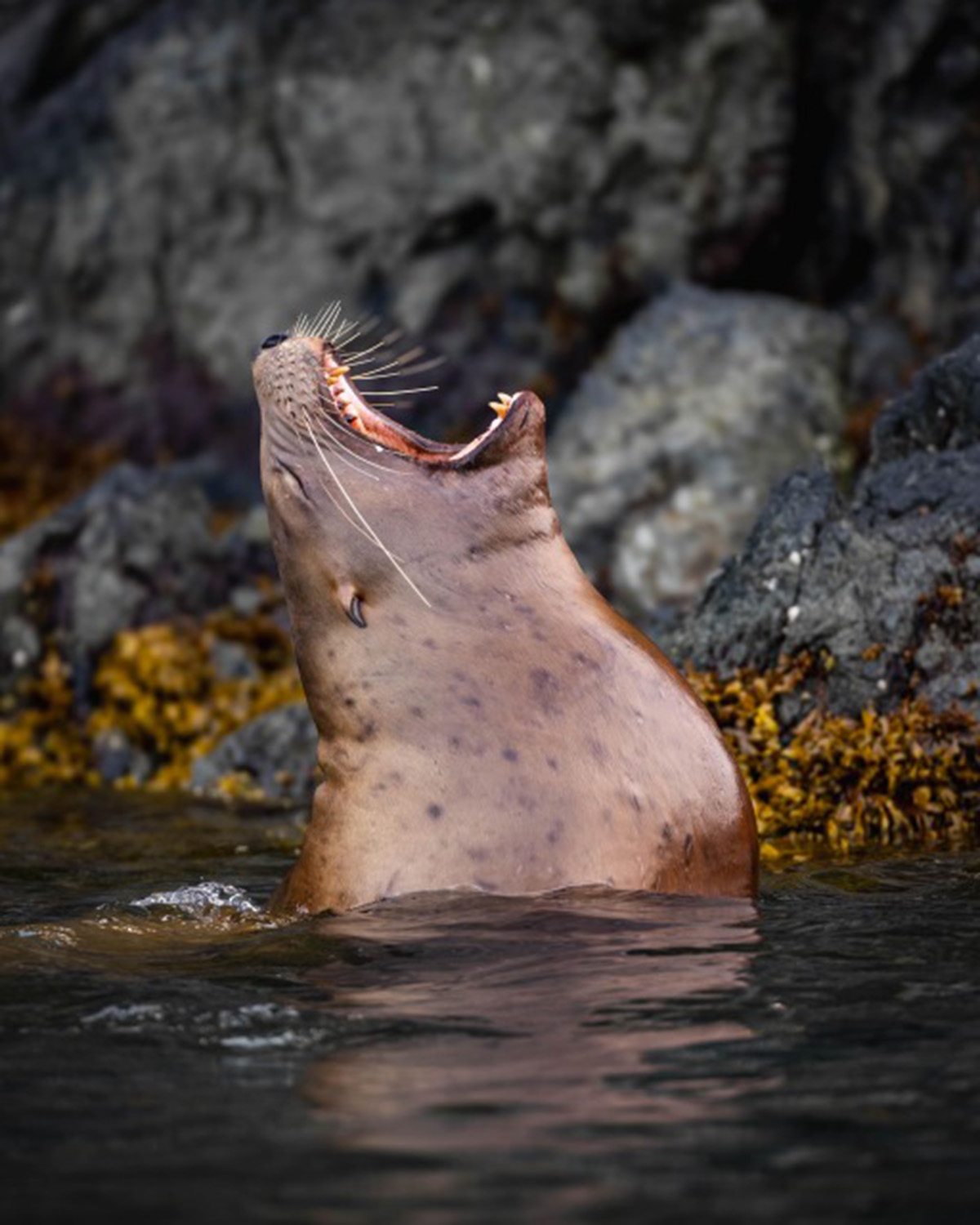 Steller sea lion hunting near bubble-net feeding humpback whales Alaska
