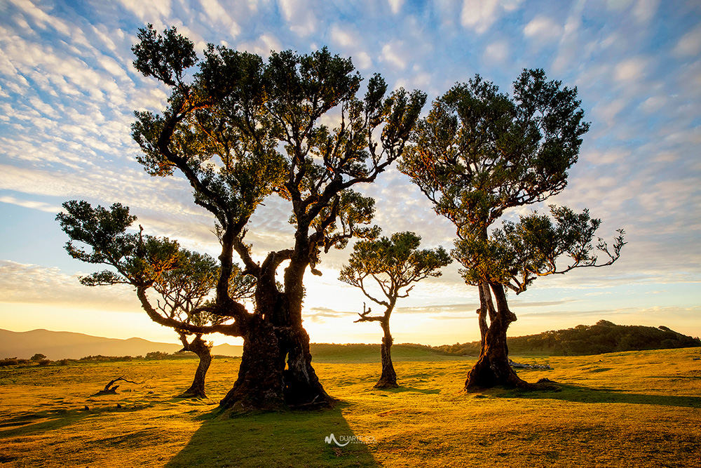 Silhouetted trees with lush green leaves, set against a colorful sky at sunset.