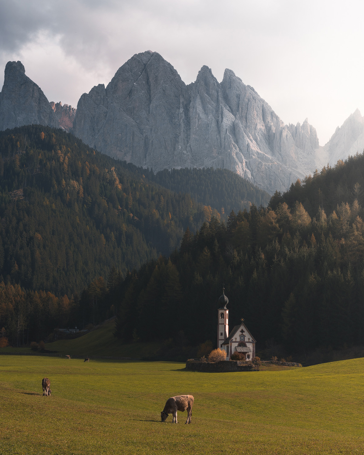 Morning mist over Val di Funes meadow with cattle and Odle mountains Italian Dolomites autumn photography
