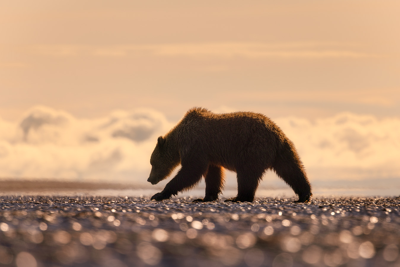 Coastal brown bear walking on the Lake Clark shoreline at sunrise captured at ISO 400 and 500mm with a fast shutter speed